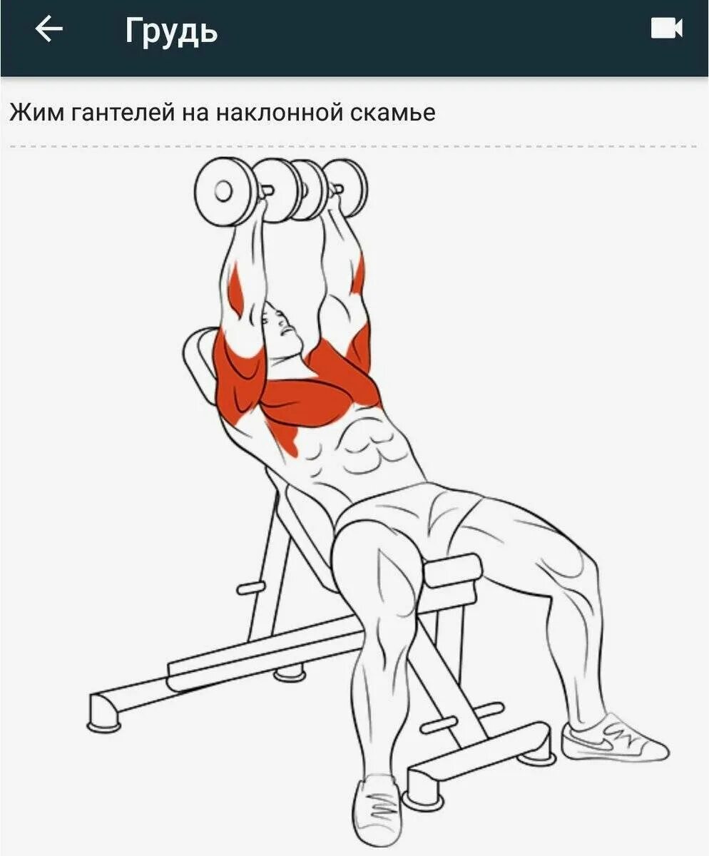 Гантели на наклонной скамье. Жим гантелей лежа на наклонной скамье. жим гантелей на наклонной скамье 30. жим на наклонной скамье с гантелями. жим гантелей лежа на наклонной скамье техника.