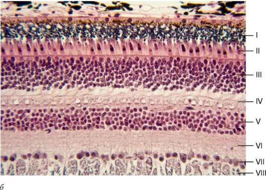 Сетчатка глаза гистология. Сетчатка гистология микрофотография. Клетки сетчатки гистология. Сетчатка глаза под микроскопом гистология.