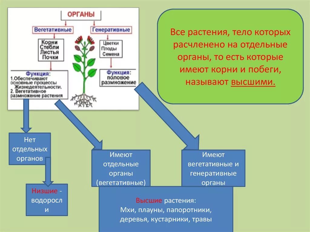 Вегетативное и генеративное ядро. Вегетативные и генеративные органы. Функции вегетативных и генеративных органов. Функции вегетативных и генеративных органов растений. Вегетативные и генеративные органы цветка.