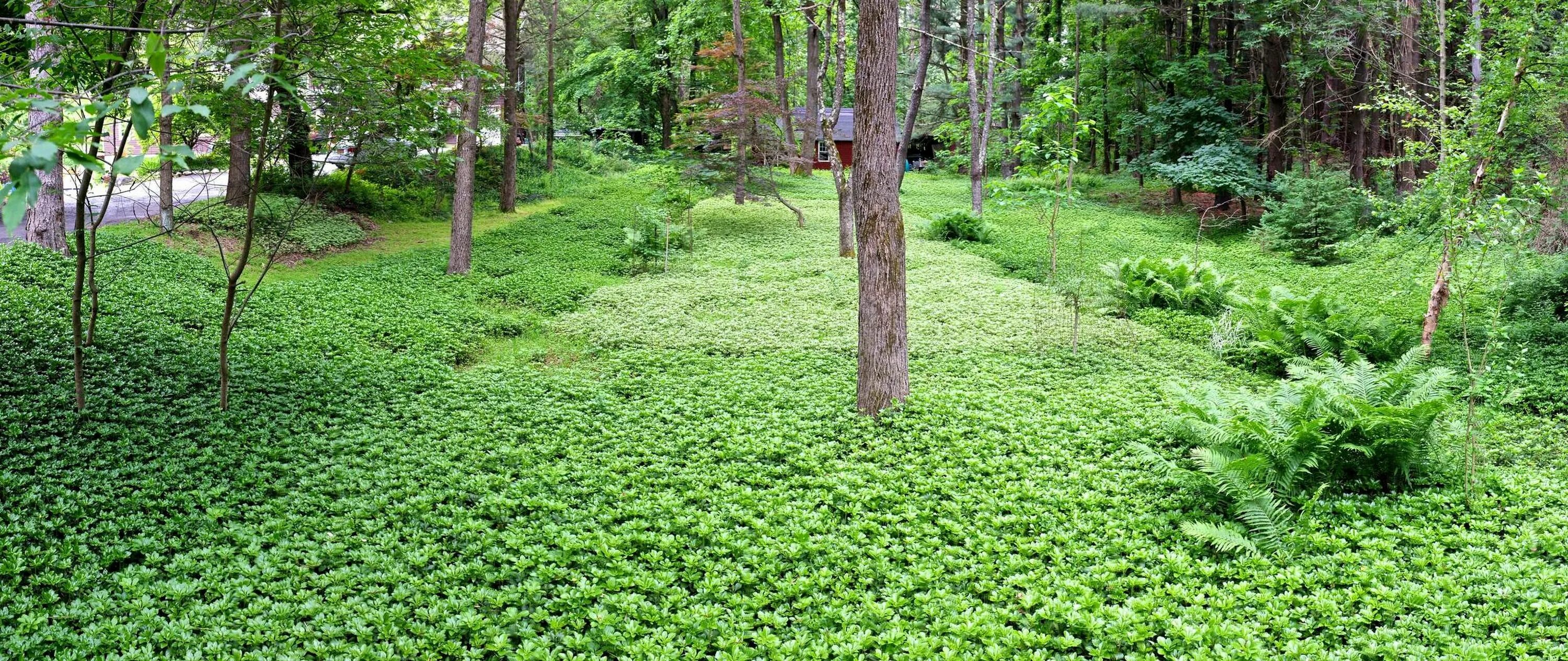 пахизандра. страусник обыкновенный (matteuccia struthiopteris). котула (лептинелла шероховатая). вербейник монетчатый. мох тенелюбивое растение.