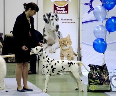 Выставка 2014 года