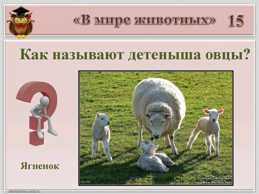 Как называется овцы. Как зовут детёныша оцы. как называют детеныша овцы. как завуьдетёныша авцы. как зовут детеныша барана.