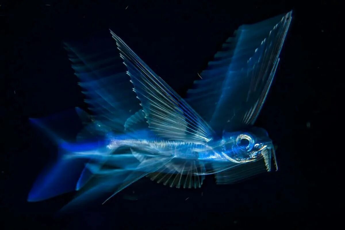 Японская летучая рыба Дальневосточный длиннокрыл. Летающая рыба. Рыба с крыльями. Четырехкрылая летучая рыба.