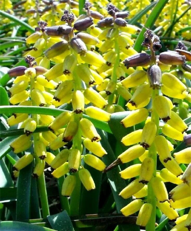 Golden fragrance