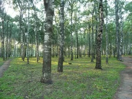 Кострома ул березовая роща
