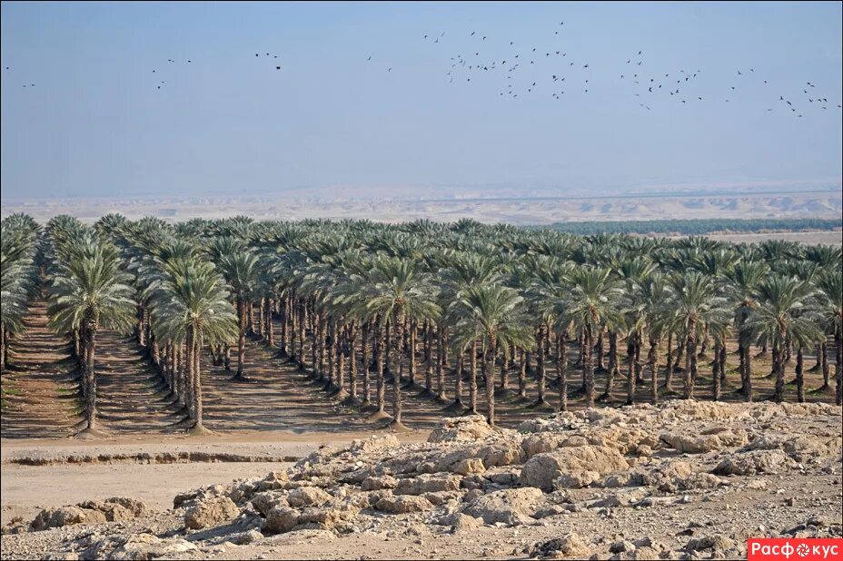 Финиковая плантация. Финиковые Рощи в Израиле. Финиковая Пальма в Саудовской Аравии. Аль-Айн - финиковая плантация.
