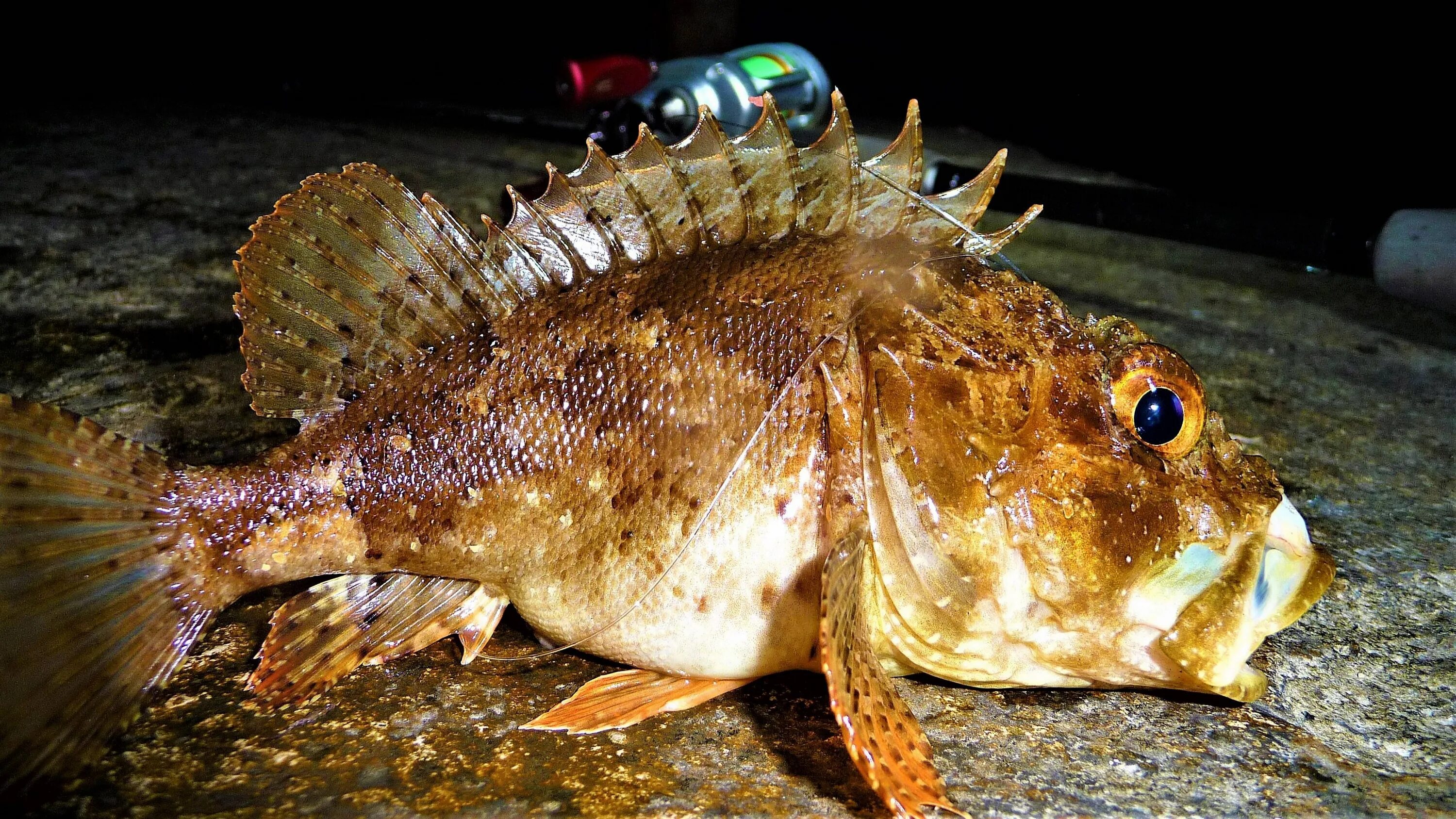 Морской ерш скорпена черное море. Рыба скорпена черноморская. Скорпена рыба черного моря. Ерш в черном море. Рыба скорпена черноморская.