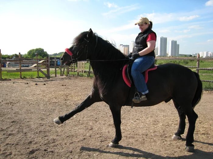 боджек хорсмен. конь боджек дельфин. конь джек боджек. конь бо джек. маска лошади.