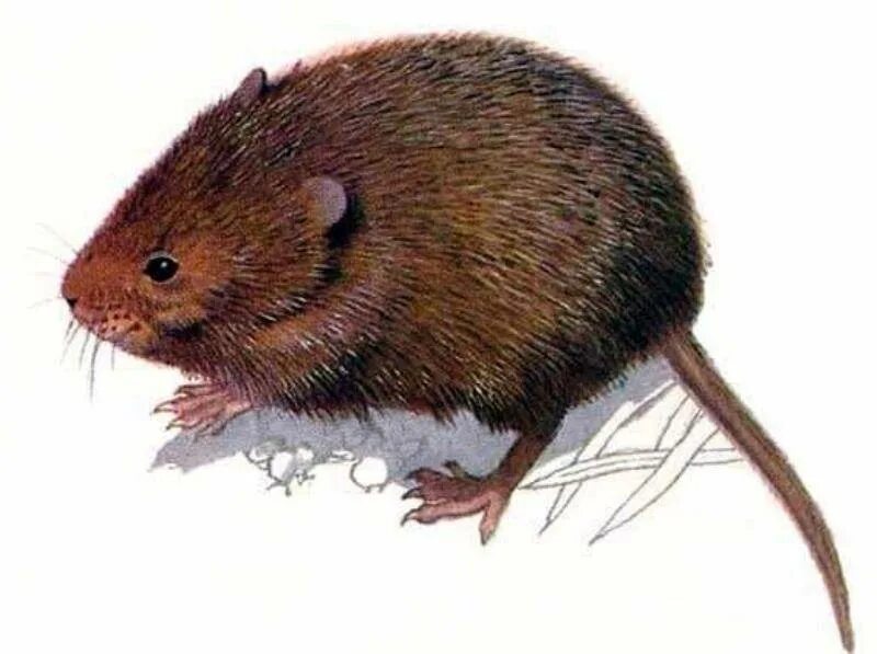 Земляная крыса ареал. Как выглядит земляной. Лесной хомяк карбыш. Земляная крыса лемминг. Земляная блоха под микроскопом.