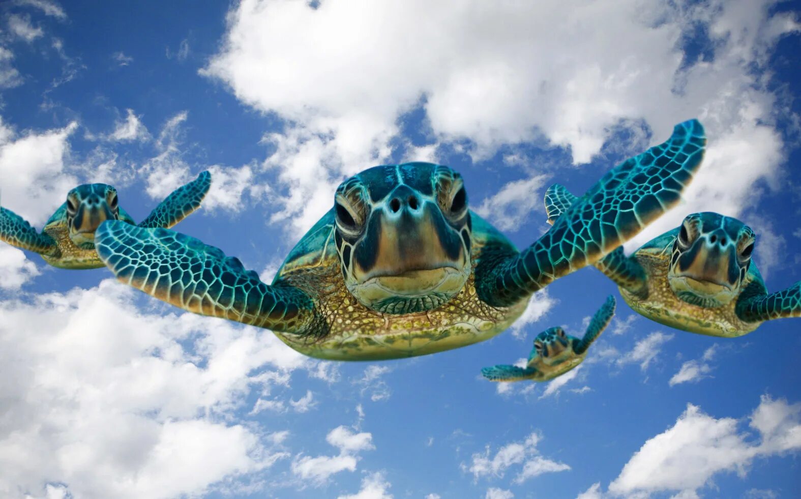 Летающая черепаха. Селфи с черепахой. Веселая черепашка. Черепаха Флай.
