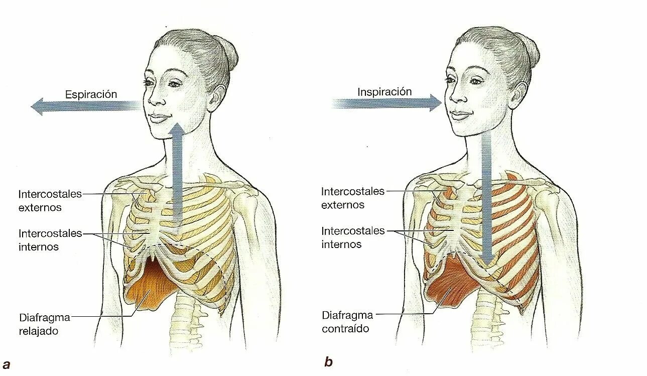 При вдохе болят ребра спереди. Внутренниемежрёберные мышцы. При выдохе реберные мышцы. Наружные межреберные мышцы. Межреберные мышцы и диафрагма.