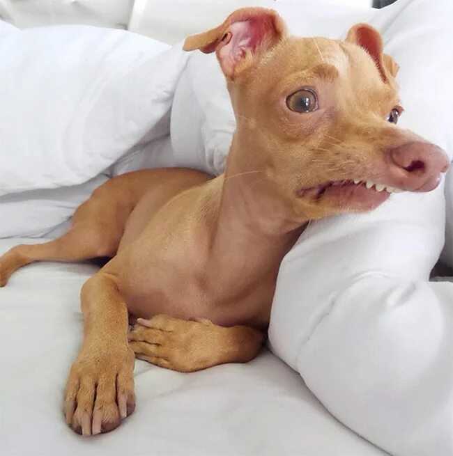 голландская овчарка квазимодо. синдром короткого позвоночника у собак. овчарка карлик сутулая. собака с маленьким телом. некрасивый бигль.