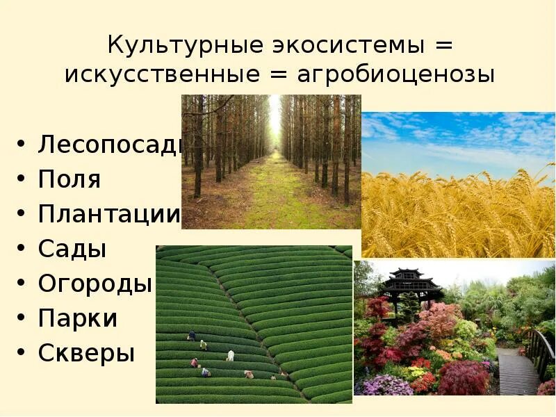 Какая экосистема является искусственной. Искуственные экосистема. искусственные экологические системы. культурные (искусственные) экосистемы. искусственное эко.