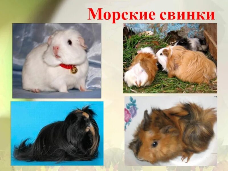 Морские свинки презентация. Сочинение морская свинка. Сочинение морская свинка. Морские свинки презентация. Стишки про морских свинок.