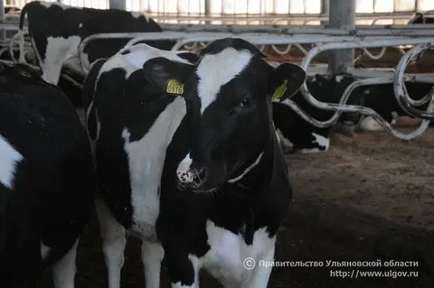 Ульяновская область коровы