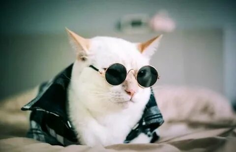 Кошка в очках