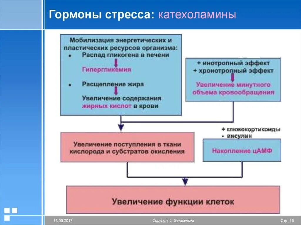 Стресс реакция гормоны. Гормоны стресса. Влияние гормонов стресса на организм. Гормоны стресса первого уровня. Гормональные аспекты стресса.