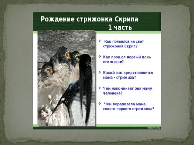 План произведения стрижонок скрип 4 класс. План по произведению Астафьева Стрижонок скрип. План про стрижонка скрипа 4 класс. Литературное чтение план по рассказу Стрижонок скрип. Литература план 2 часть Стрижонок скрип.