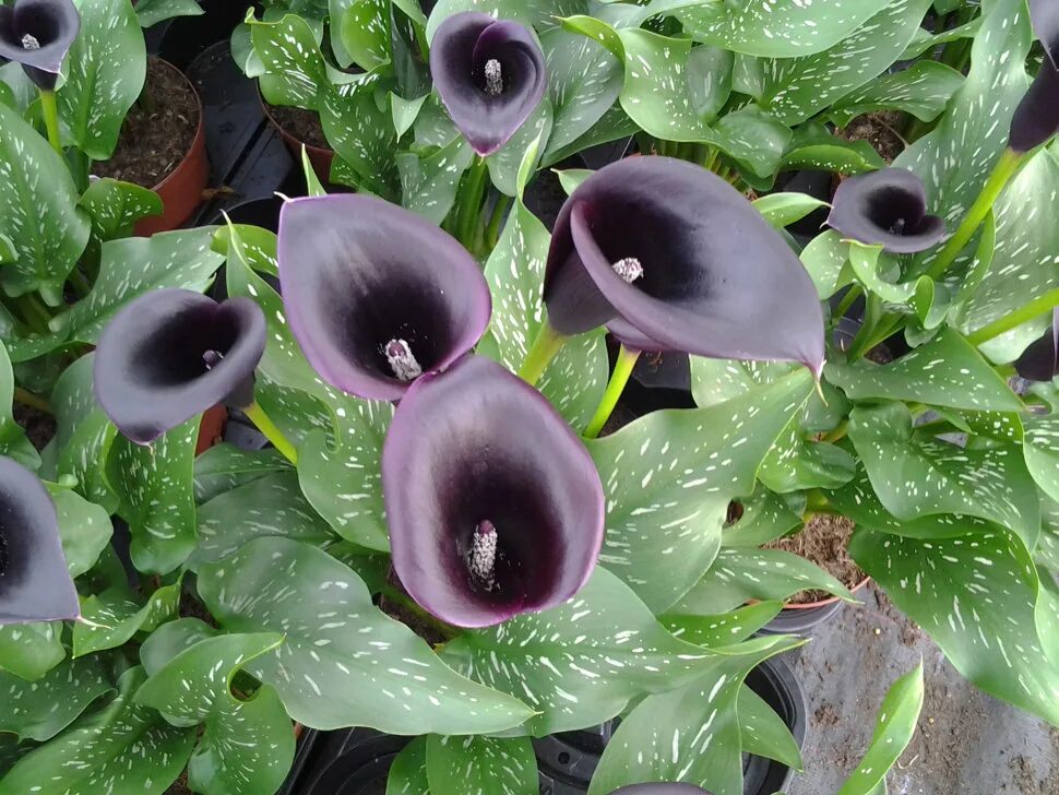 Калла гарнет глоу. Калла кантор. калла zantedeschia cantor. zantedeschia odessa калла.