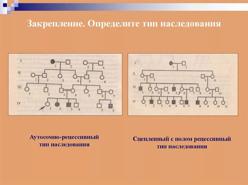 Основные типы наследования. Типы наследования по родословной. определите тип наследования в родословной. сцепленный с полом рецессивный тип наследования. сцепленный с полом рецессивный тип наследования схема.