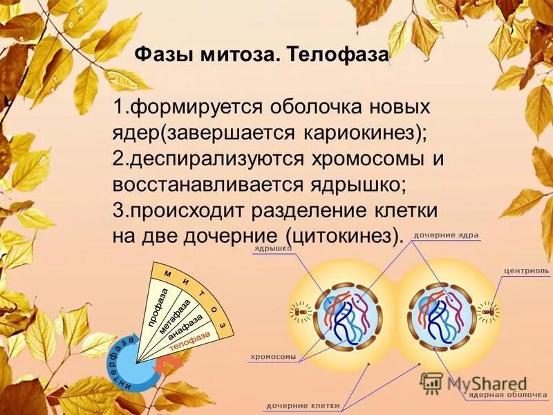 деление цитоплазмы митоз. фазы деления клетки митоз рисунок. таблица профаза метафаза анафаза телофаза процессы. кариокинез какая фаза. кариокинез какая фаза.