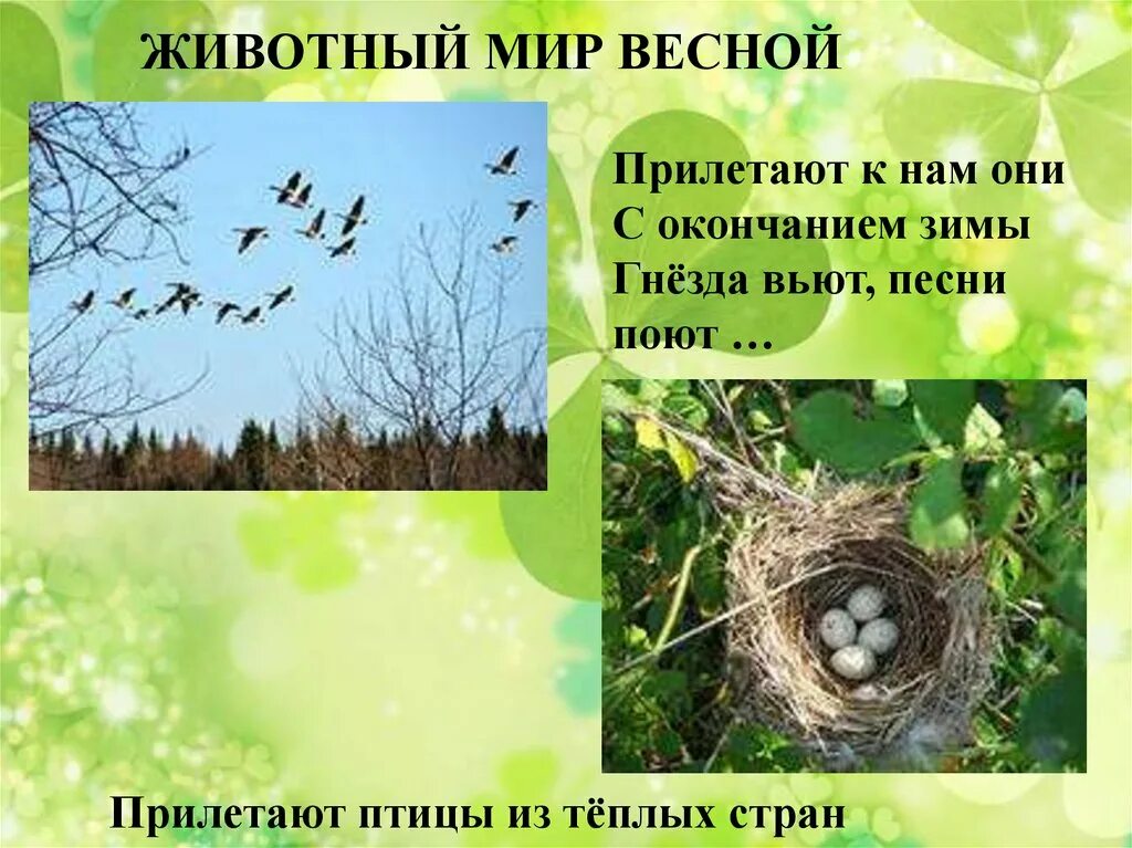 Изменения в жизни птиц весной