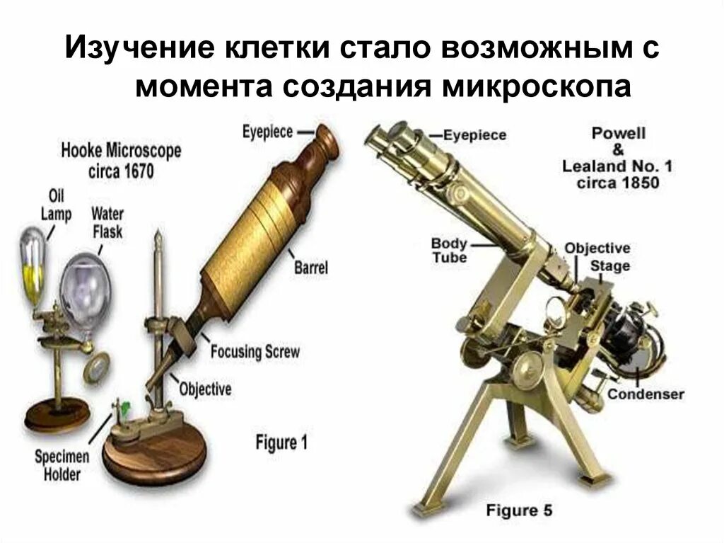 С помощью каких приборов изучают клетки. Изучение клетки. прибор для изучения клетк. история создания микроскопа и клетки. таблица истории создания микроскопа.