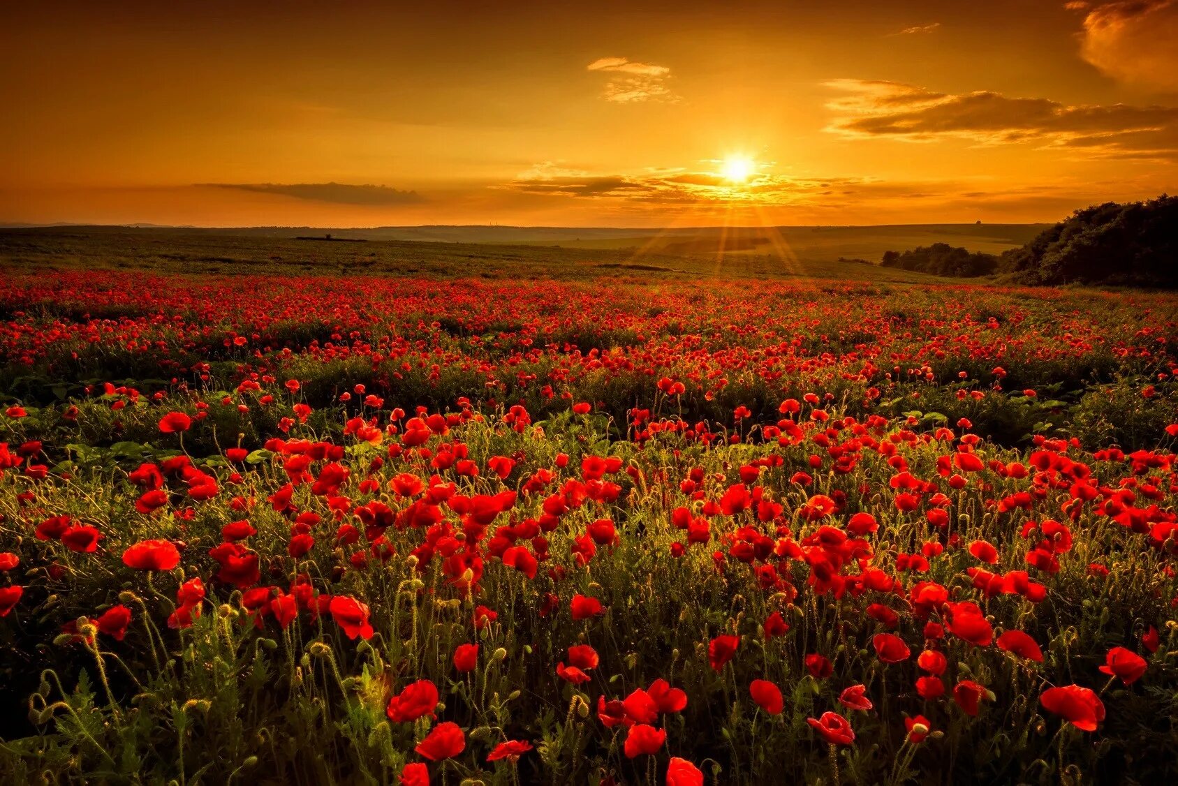 Лето красное прекрасное. Маковые поля Франции. Маковое поле Уэльс. Цветочное поле.