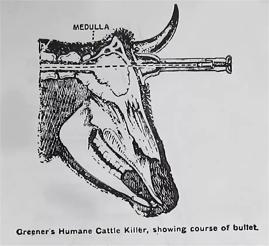 Human cattle