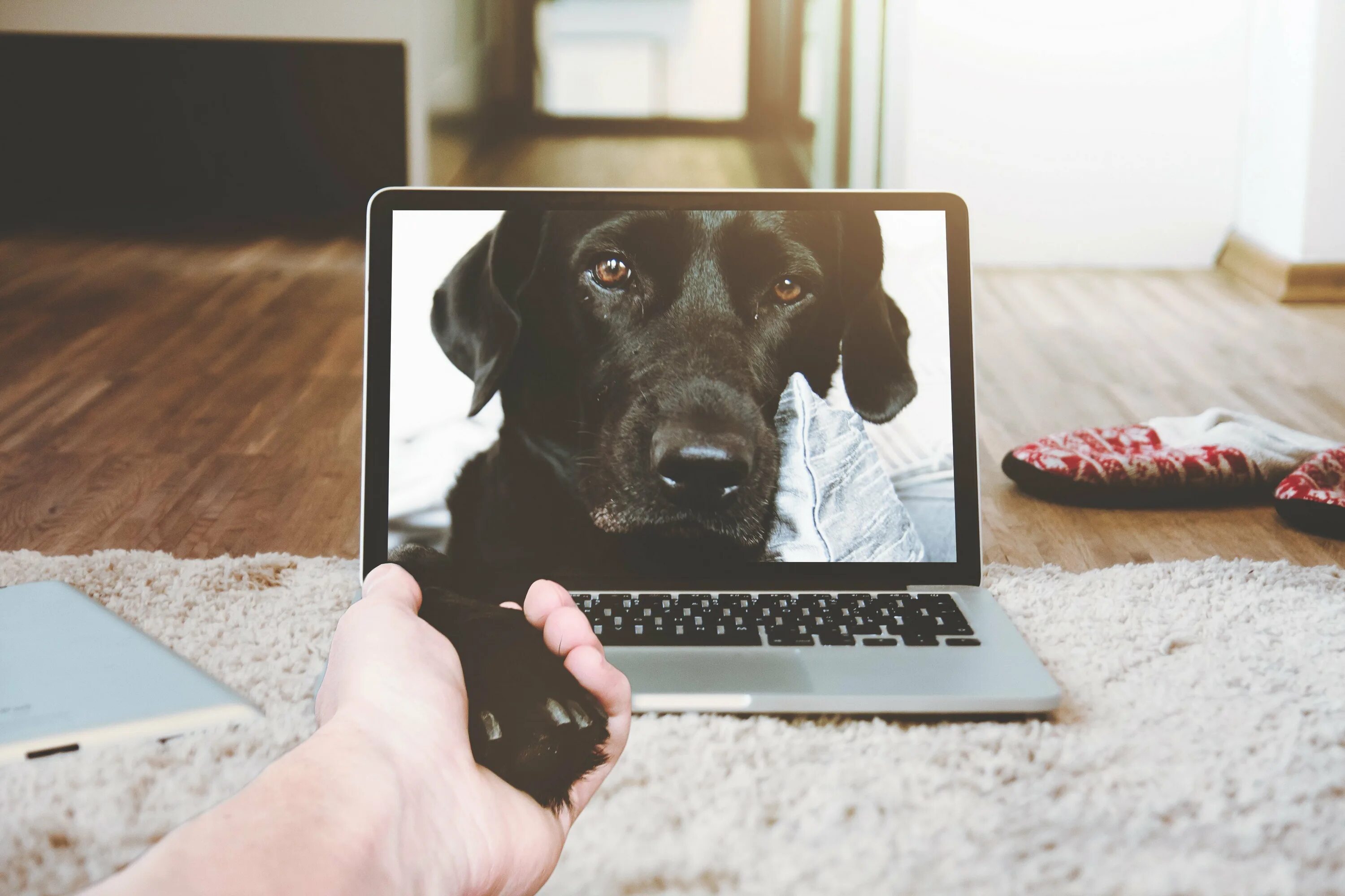 Собака с ноутом. Животные с ноутбуком. Собака интернет. Собака с ноутбуком. Видео купили собаку
