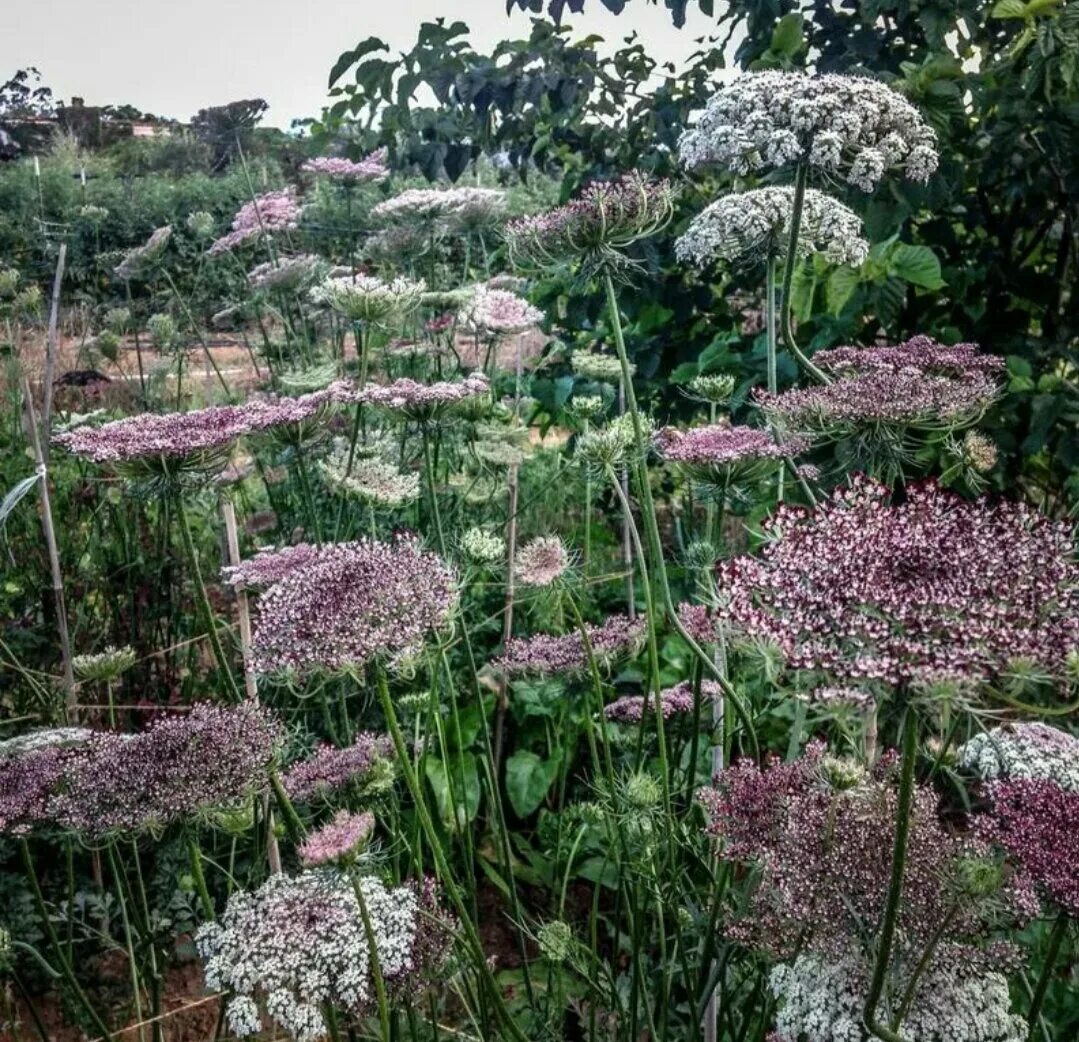 Амми Daucus. Амми Daucus carota. Амми Daucus carota dara. Дикая морковь Амми. Морковь дикая купить