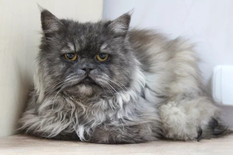 котята персидские в хорошие руки. отдам персидских котят. персидский кот в добрые руки. персидский кот серого цвета. персы котята классика.