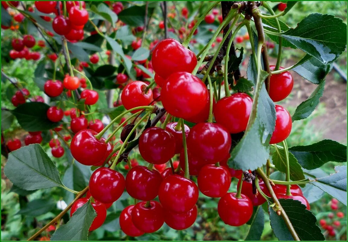 вишня кустарниковая. вишня шубинка. вишня шпанка. вишня шпанка шимская. виды вишенка.