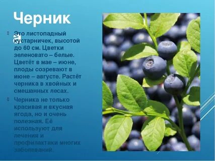 Черника и чернила от какого слова