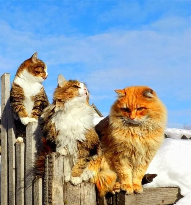 На старт внимание. Открытка на старт внимание март. На старт внимание март. На старт внимание март. С первым днем весны.