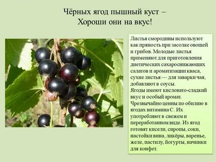 Смородина кратко