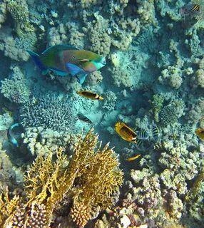 Красное море относится к какому