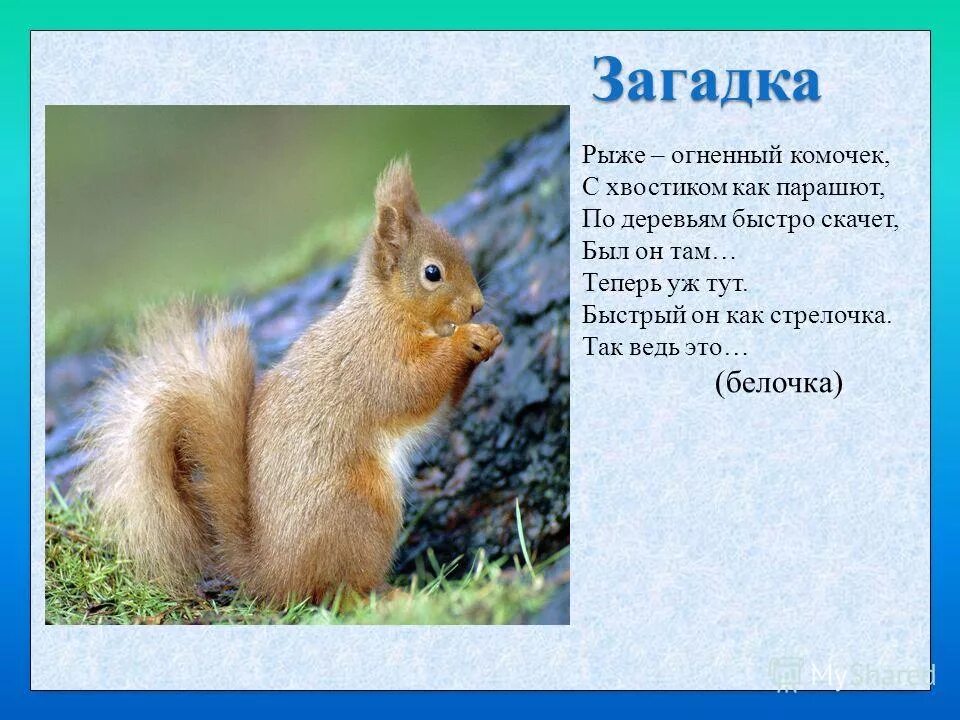 Как изначально звали белку. Загадка про белочку для детей. загадка про белку для детей. загадка про белку. загадка о белке.