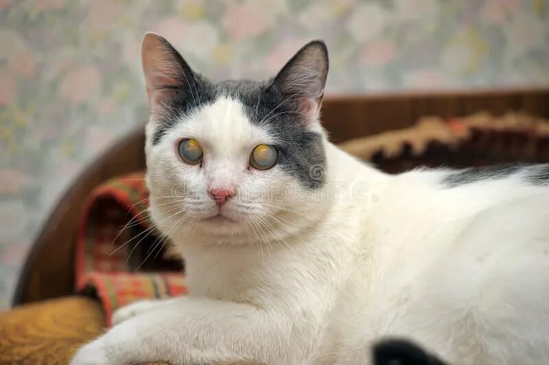 Кот ослеп. Слепой кот. кот ослеп на один глаз. кот слепой на один глаз.
