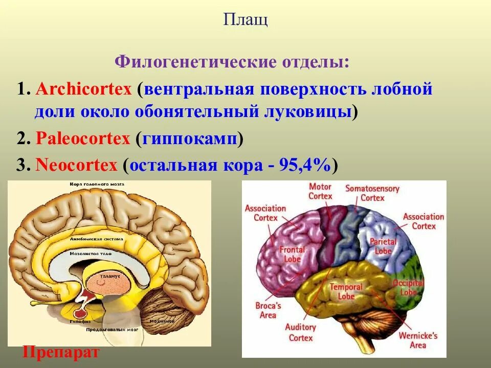 Появление коры мозга. Неокортекс анатомия. Гиппокамп и неокортекс. Неокортекс архикортекс.