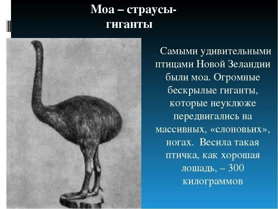 Вид исчезнувший по вине человека. МОА вымершая птица. МОА птица доклад. Птицы исчезнувшие по вине человека. МОА вымершие животные.