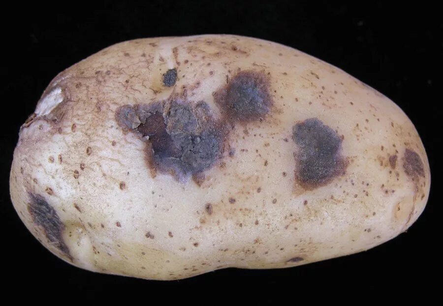 Картофель устойчивый к фитофторозу. Фитофтороз и альтернариоз картофеля. Альтернариоз клубней картофеля. Фузариозная гниль картофеля. Альтернариоз сухая пятнистость картофеля.