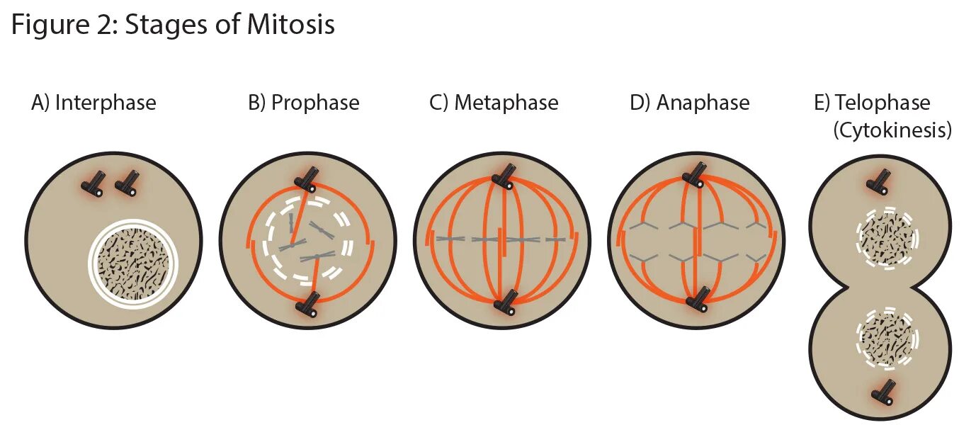 Under phase. Mitosis stages. mitosis interphase. cell division process. anaphase stage of mitosis.
