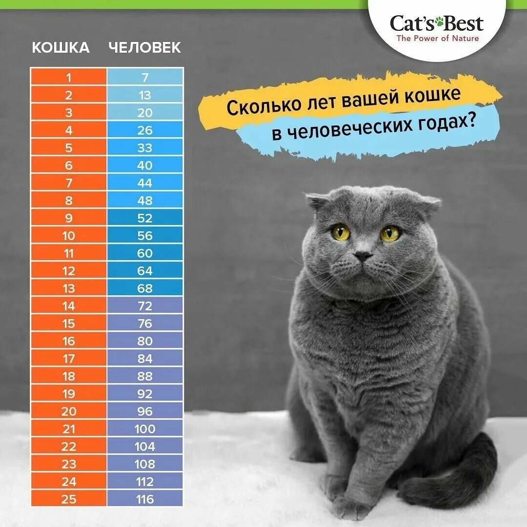 Сколько живут кошки в среднем домашних условиях. Года кота на человеческие. Кошачьи года по человеческим меркам. Возраст по кошачьи. Возраст кота по человеческим.