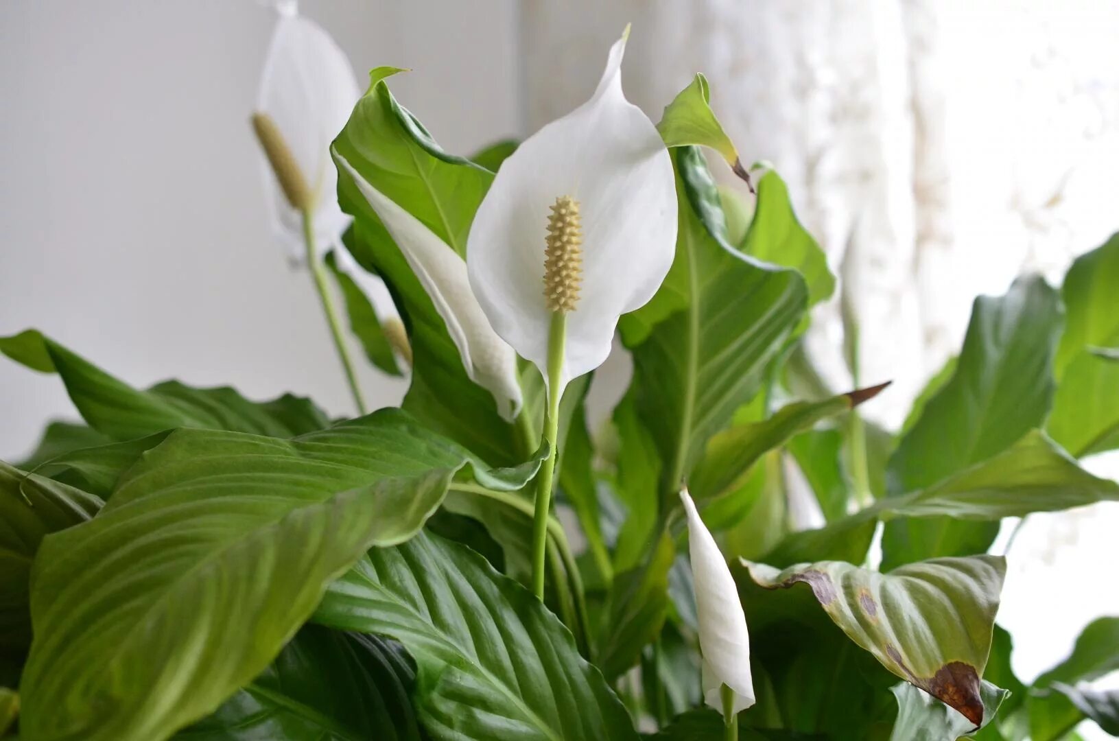 Спатифиллум картинки. Спатифиллум (Peace Lily). Спатифиллум (Spathiphyllum). Спатифиллум Дели. Спатифиллум Беллини.