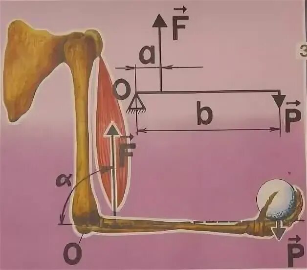 С какой силой натянута мышца. Рука человека рычаг. Рычаг строение. Рычаги в природе физика рука человека. Равновесие рычага 2 рода.