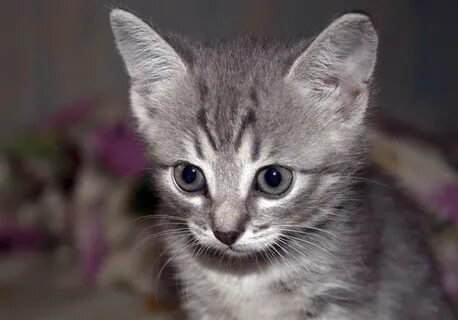 Имя серо белой кошке