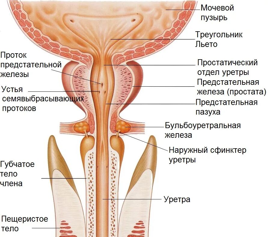 Мочевой пузырь, мужской мочеиспускательный канал. Мосеиспускательныйканал. Строение мочеиспускательного канала. Строение мочеиспускательного канала. Строение мужской уретры анатомия.