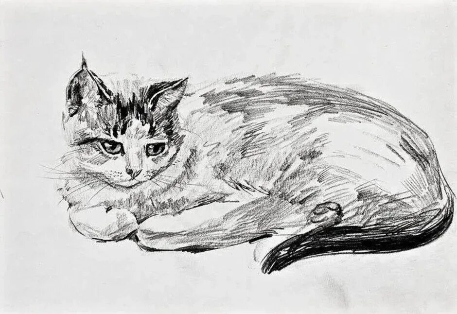 Линейный кот