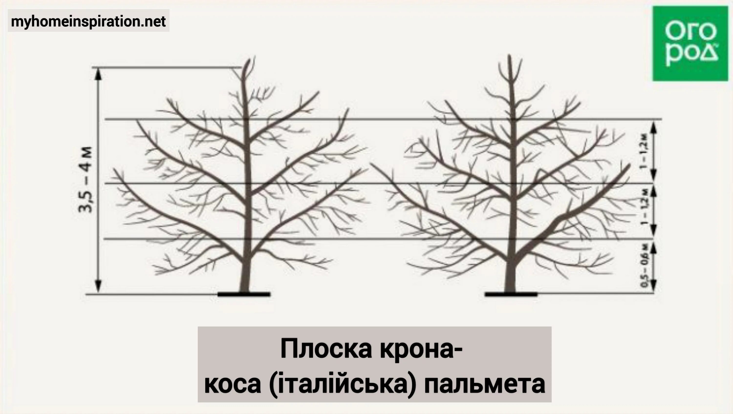 Как правильно делать обрезку ореха. Пальметта формирование кроны яблони. формировка кроны пальметта. формировка яблони пальметта. формировка кроны грецкого ореха.